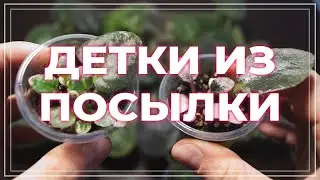 Как НЕЛЬЗЯ растить фиалки. Черенки из посылки дали деток