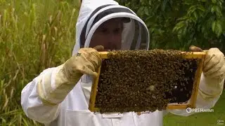 The Next Generation of Hawaiʻi's Beekeepers