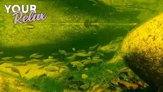 Расслабляющее видео. Подводные звуки горного ручья и плавающие рыбки.