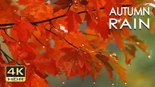 4K HDR Autumn Rain - Relaxing Rain Sounds for Sleeping - 10 Hours - Rainfall on Colorful Leaves