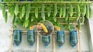 Growing wall-mounted bitter melon in plastic bottles, using fertilizer from too many bananas