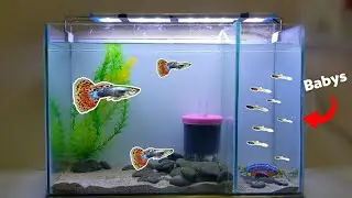 Guppy Fish Tank Setup / Guppy Aquarium Decoration