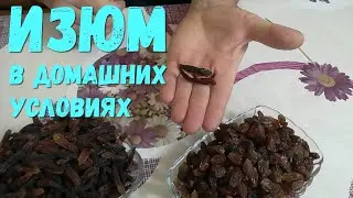 Изюм из Винограда в домашних условиях .