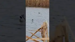 Имитатор кряквы Lucky Duck Agitator с водометом 