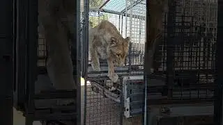 Moving Lions 