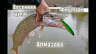 Щука в апреле на небольшом пруду