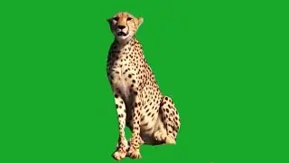 Cheetah (Animal) Green Screen Bacgrounds