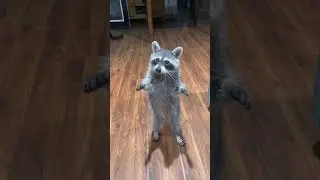 Raccoon Gets a Cookie || ViralHog