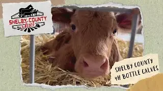 2024 Shelby County Fair - 4H Calves