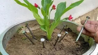 An expensive science that few people know! This plumber makes simple drip irrigation from nails