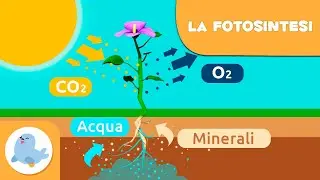 La fotosintesi delle piante | Scienze naturali per bambini