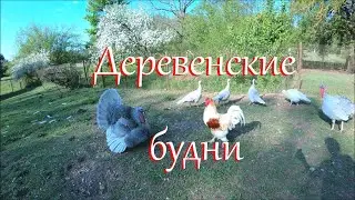 ЧП с Кузькой. Закончила скучную работу. Жизнь в деревне.