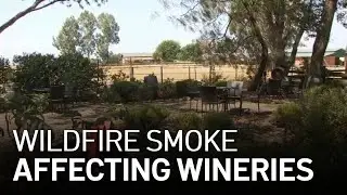 Wildfire Smoke Affects Bay Area Wineries