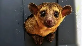 Couple Keep Mischievous Kinkajou As Pet | CUTE AS FLUFF