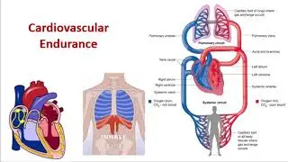 Cardiovascular Endurance (Understand role of heart, lungs and vascular system and load designing)