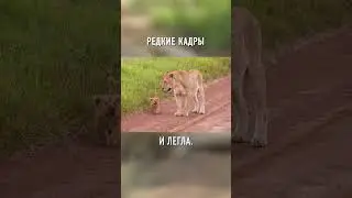 Вот Как ЛЬВИЦЫ Рожают На Самом Деле 