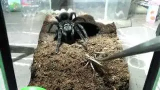 Tarantula feeding video 3