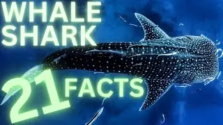 The World’s Largest Fish: 21 Awesome Facts About The Whale Shark