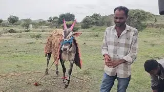 अर्जुन गटपास | माळशिरस जुना बैल पोळा मैदान