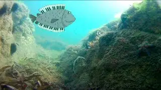 Японское море. Подводная прогулка по рифу