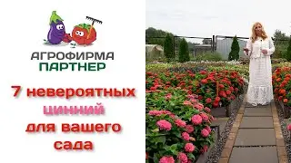 7 невероятных цинний для вашего сада