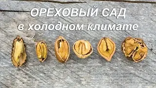 Ореховый сад в холодном климате