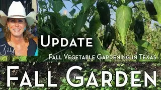 Fall Vegetable Gardening in Texas - Progress Update