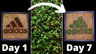 I Grew the Adidas Logo with Microgreens in TIMELAPSE! 🌱👟