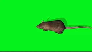 mouse on green screen effects - chroma key