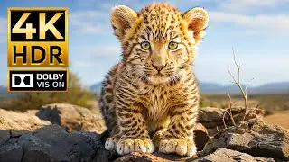 BEAUTIFUL SCENES OF WILDLIFE 4K HDR | with Cinematic Sound (Colorful Animal Life)