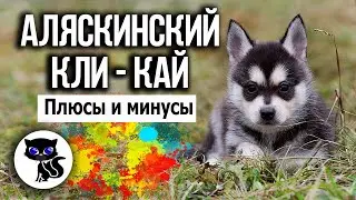 ✔  Аляскинский кли-кай, плюсы и минусы этой породы