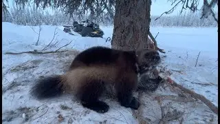 Wolverine Trapping Alaska 2024