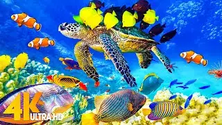 The Ocean 4K - Sea Animals for Relaxation, Beautiful Coral Reef Fish in the Ocean (4K ULTRA HD)