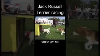 Jack Russell Terrier Racing