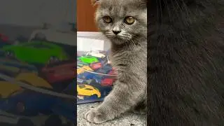 Title: My Cat with My Diecast Cars | Cute and Fun Moments