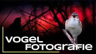 Vogelfotografie zu Sonnenaufgang - Von 135mm bis 1200mm - Naturfotografie Tipps & Tricks