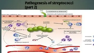 Pathogenesis of streptococci | part 2 | levinson Microbiology