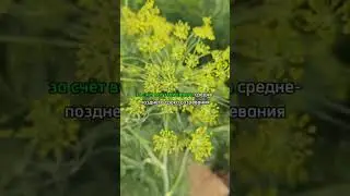 Укроп на ВСЕ случаи жизни! Душистый укроп для консервации.