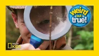 Behind the Scenes of “Weird But True!” Tree Episode | Weirdest, Bestest, Truest