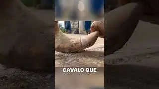 CAVALO DOMESTICO É DIFERENTE #interessante #curiosidade #curiosidades