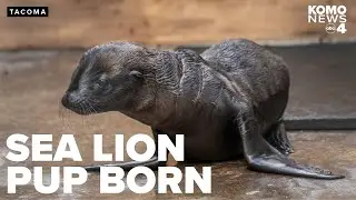 Adorable sea lion pup 1st to be born in 119-year history of Point Defiance Zoo & Aquarium