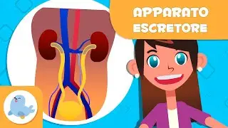 APPARATO ESCRETORE 🧍🏻‍♂️ L'apparato urinario e le ghiandole sudoripare 🧬 Scienza per bambini