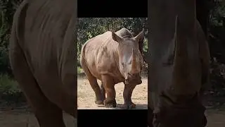 Rhinoceros | Mysore Zoo | 