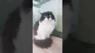 Кот Кузя от плохой погоды аж скукожился 