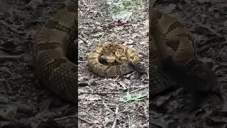 Timber Rattlesnake! #snake #rattlesnake #animalshorts