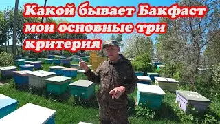 ОСНОВНЫЕ ТРИ КРИТЕРИИ МОЕГО БАКФАСТА.