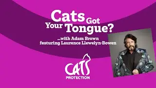 Cats Got Your Tongue? podcast with Laurence Llewelyn-Bowen 🐱🎙️ Cat-friendly interior design