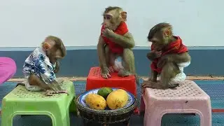 Exactly Good Behavior Of Three Little Sit On Chair Get Breakfast