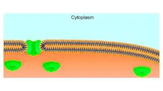 Nuclear envelope Animation