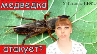 ПРОСТОЙ способ уничтожить МЕДВЕДКУ на своем участке